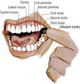 Ama teeth.jpg