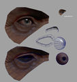 Arshlevon eye construction.jpg