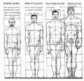 Ideal proportions variations.gif