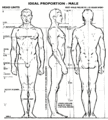 Ideal proportions male.gif
