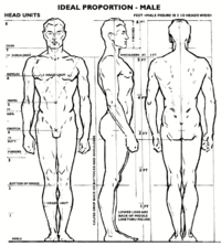 Ideal proportions male.gif